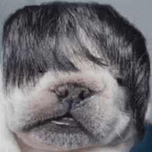 a close up of a dog with a wig on its face .