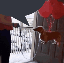 a dachshund on a leash with red balloons hanging from the door