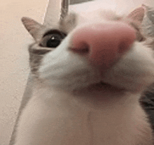 a close up of a cat 's face with a pink nose looking at the camera .