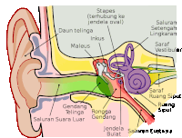 a diagram of the inside of an ear with the words saluran suara luar and saluran eustasia