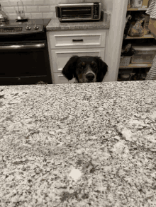 a black and brown dog peeking over a granite countertop