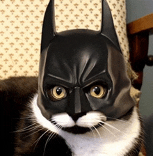 a cat wearing a black batman mask looks at the camera