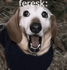 a close up of a dog wearing a sweater with its mouth open and the word feresk written on it .