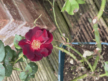 a close up of a red flower with yellow center