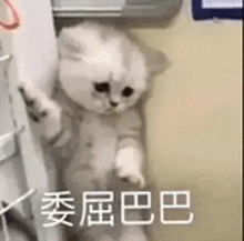 a white cat is standing in a room next to a refrigerator .