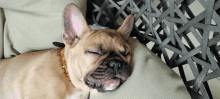 a french bulldog sleeping on a wicker chair with its eyes closed