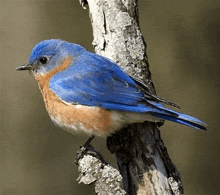 a small blue bird perched on a tree branch .