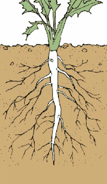 a drawing of a plant with roots visible