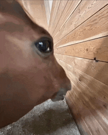 a close up of a horse 's face with a wooden wall behind it