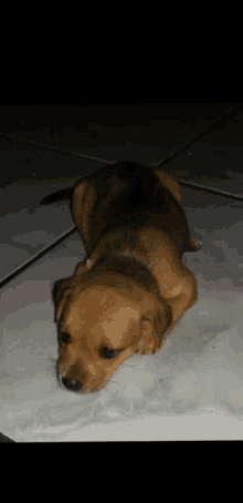 a small brown dog laying on its back on a tile floor