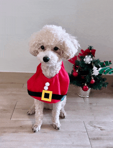 a small white dog wearing a santa claus outfit stands in front of a small christmas tree