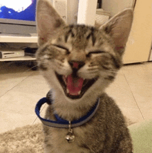 a cat wearing a blue collar with a bell on it is smiling