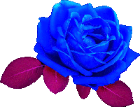 a blue rose with purple leaves on the bottom