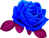 a blue rose with purple leaves on the bottom