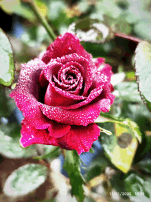 a close up of a pink rose with a date of 11/01/2025