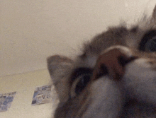 a close up of a cat 's face with a white background