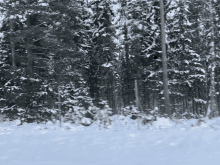 a snowy forest with trees covered with snow