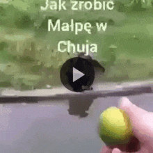 a person is holding a lemon in their hand in front of a screen that says jak zrobic malpe w chuja .