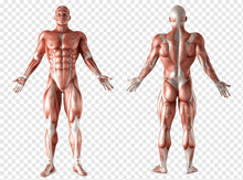 front and back view of a man 's muscles