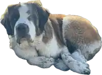 a large brown and white dog is laying down with its legs crossed