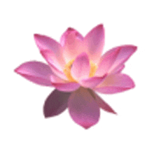 a pink lotus flower with a yellow center on a white background