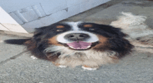 a brown and white dog with its tongue out