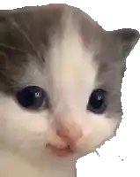 a close up of a gray and white cat 's face with a white background .