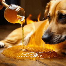 a dog looking at a honeycomb with honey being poured into it