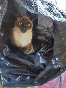 a cat is sitting in a black plastic bag and looking at the camera