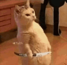 a cat is standing on its hind legs holding a knife .