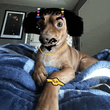 a dog wearing a wig and a necklace has a tattoo on its arm that says ovo