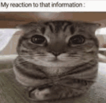 a cat is sitting under a table and looking at the camera with a caption that says `` my reaction to that information '' .