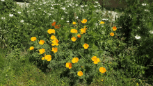 a bunch of yellow flowers are growing in a garden