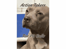 a picture of a pit bull with the words action takers for pit bulls on it