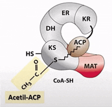 a diagram of a chemical compound called acetyl acp