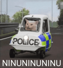 a cat is driving a police car that says police on it