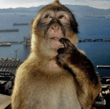 a close up of a monkey 's face with a body of water in the background