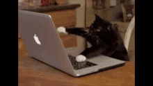 a black and white cat is playing with a laptop computer .