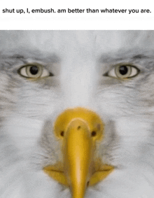 a close up of an eagle 's face with the caption " shut up i embush am better than whatever you are " below it