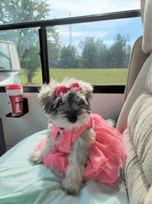 a small puppy wearing a pink dress sits on a bed next to a red cup that says ' plus ' on it