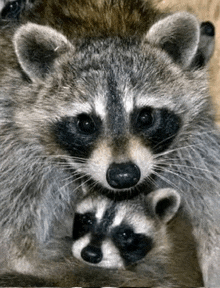 two raccoons are laying next to each other on a wooden surface .