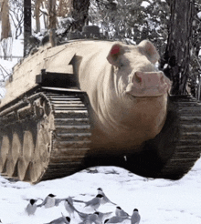 a pig on a tank track in the snow