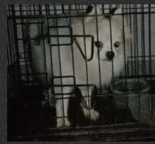 a white dog is in a black cage with a bowl in the background