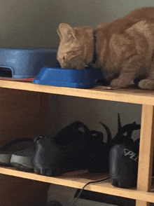 a cat drinking from a blue bowl on a shoe rack