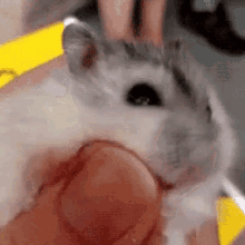 a close up of a person holding a hamster .