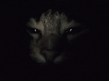 a close up of a cat 's face with its eyes glowing in the dark