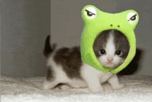 a kitten wearing a green frog hat looks angry