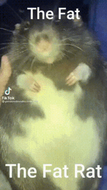 a picture of a fat rat with the words " the fat rat " above it