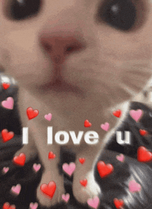 a cat is surrounded by hearts and says i love you