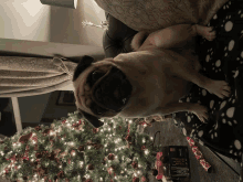 a pug dog is sitting on a couch in front of a christmas tree